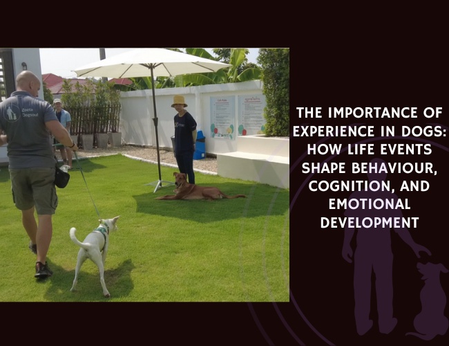The Importance of Experience in Dogs How Life Events Shape Behaviour, Cognition, and Emotional Development