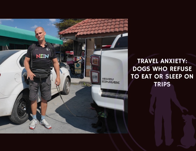 Travel Anxiety Dogs Who Refuse to Eat or Sleep on Trips
