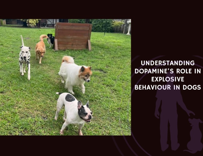 Understanding Dopamine's Role in Explosive Behaviour in Dogs