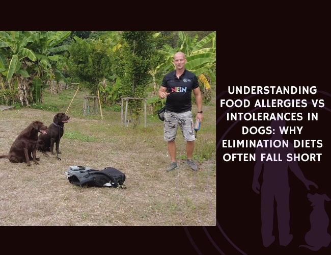 Understanding Food Allergies vs Intolerances in Dogs Why Elimination Diets Often Fall Short
