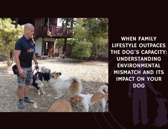 When Family Lifestyle Outpaces the Dog's Capacity Understanding Environmental Mismatch and Its Impact on Your Dog