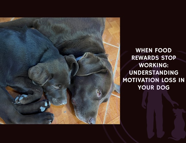 When Food Rewards Stop Working Understanding Motivation Loss in Your Dog