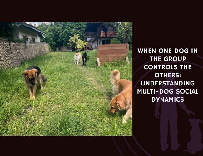 When One Dog in the Group Controls the Others Understanding Multi-Dog Social Dynamics