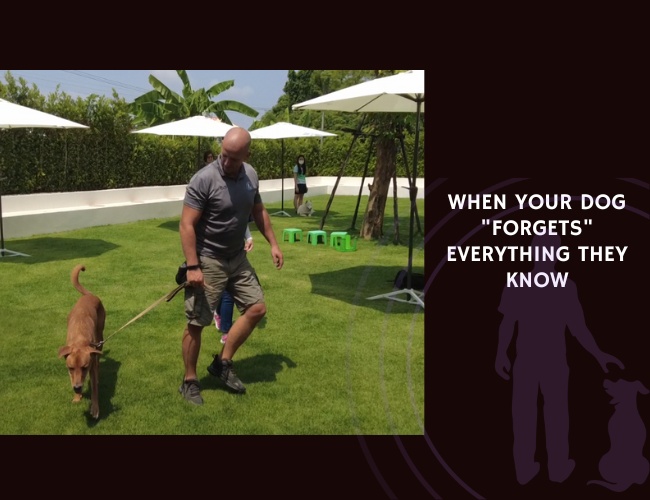 When Your Dog Forgets Everything They Know