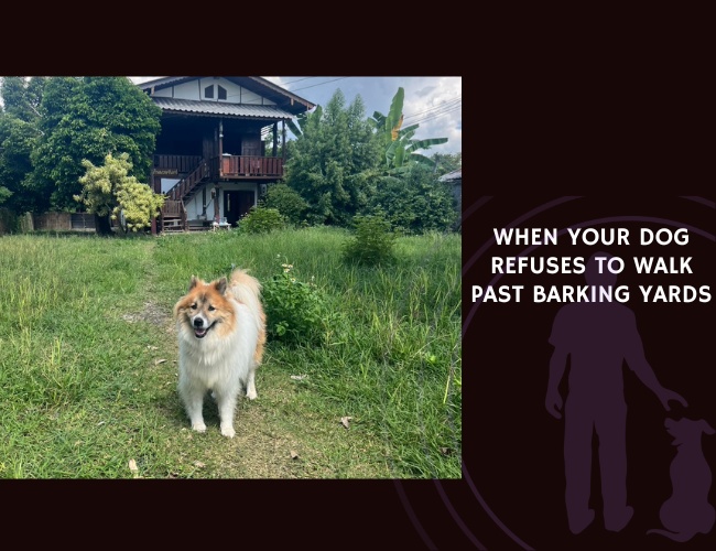 When Your Dog Refuses to Walk Past Barking Yards