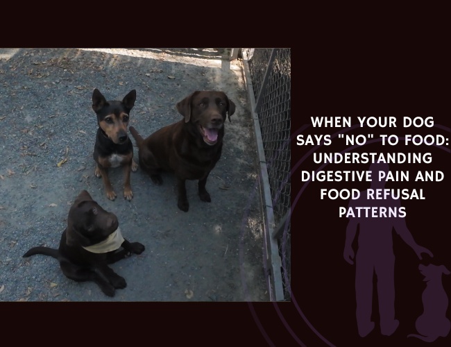 When Your Dog Says No to Food Understanding Digestive Pain and Food Refusal Patterns