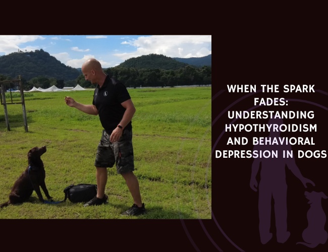 When the Spark Fades Understanding Hypothyroidism and Behavioral Depression in Dogs
