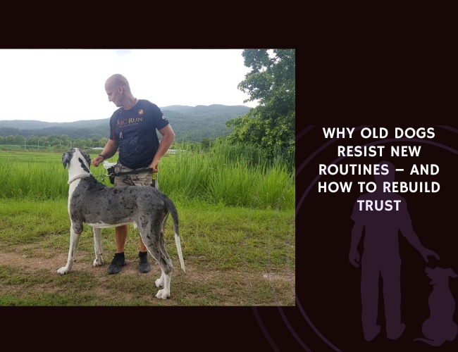 Why Old Dogs Resist New Routines – and How to Rebuild Trust