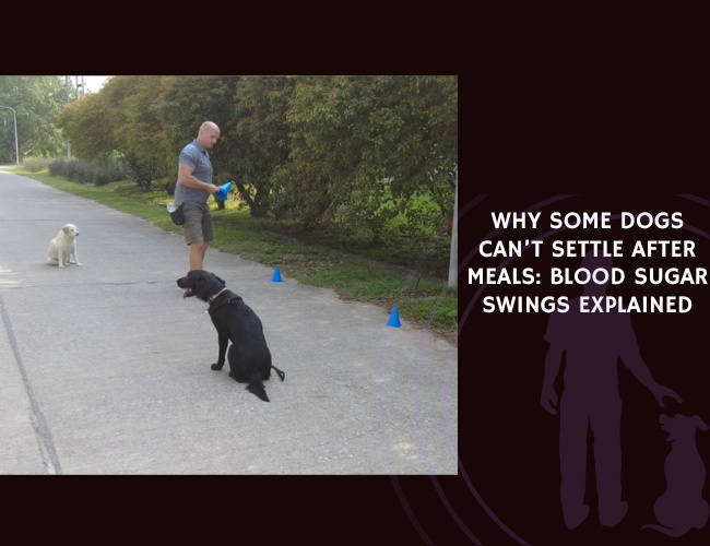 Why Some Dogs Can’t Settle After Meals Blood Sugar Swings Explained