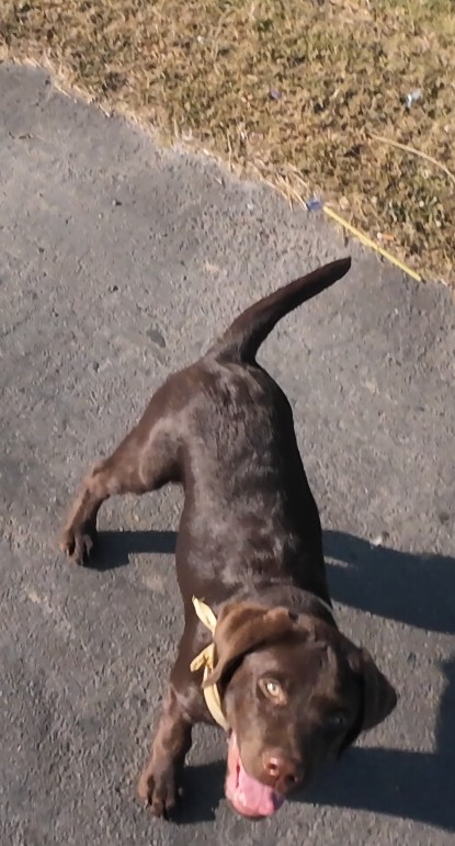 Happy brown dog on pavement
