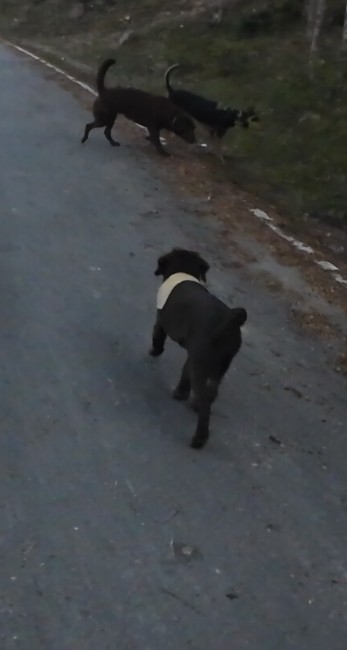Three dogs walking on road