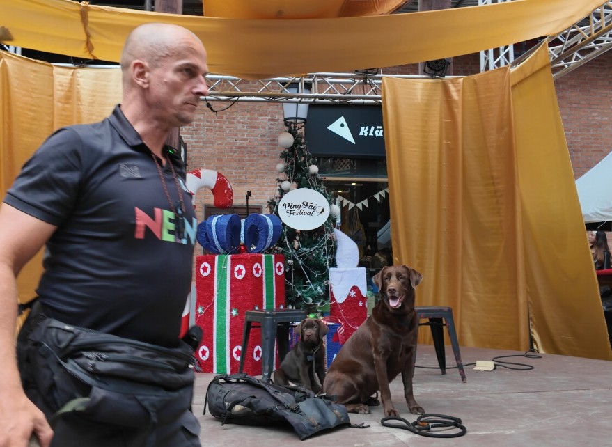 Two dogs on stage with decorations.