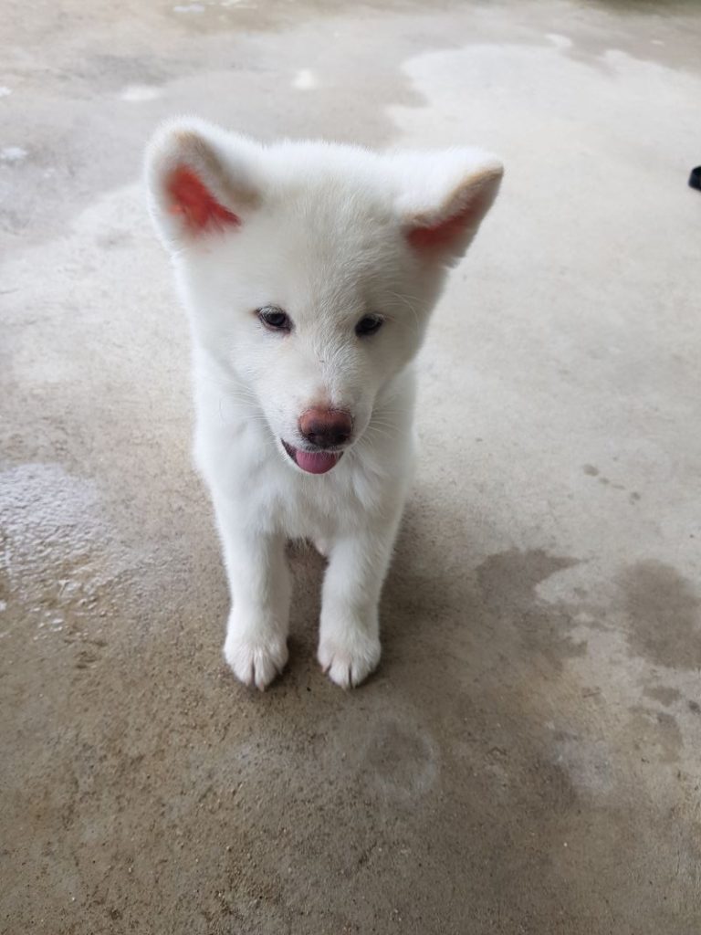 Fluffy white puppy sitting quietly.