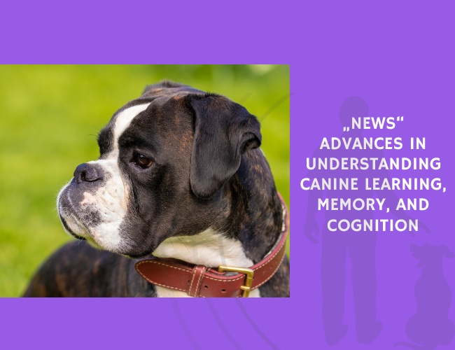 Advances in Understanding Canine Learning, Memory, and Cognition