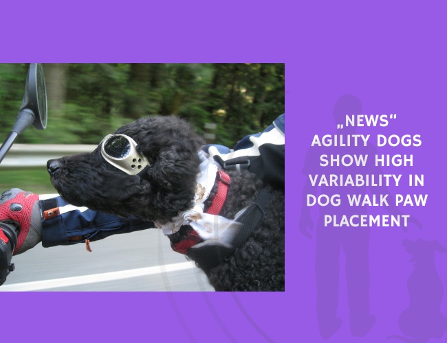 Agility Dogs Show High Variability in Dog Walk Paw Placement