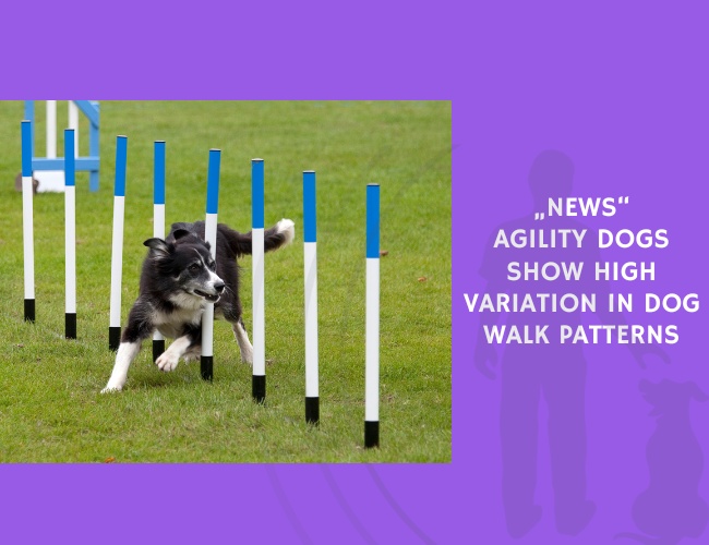 Agility Dogs Show High Variation in Dog Walk Patterns