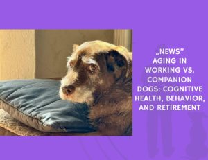 Aging in Working vs. Companion Dogs Cognitive Health, Behavior, and Retirement