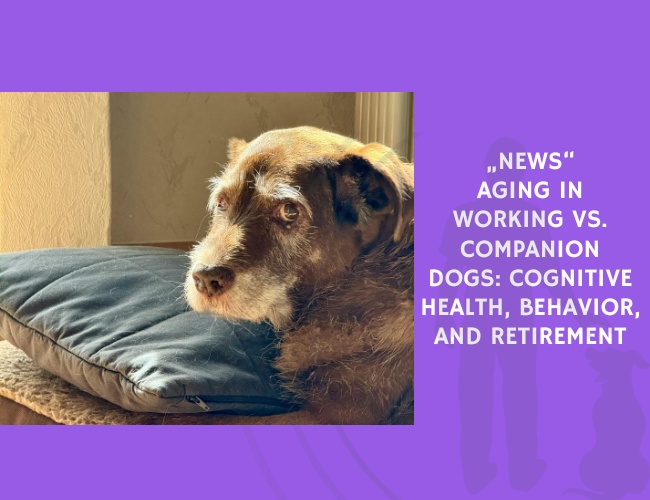 Aging in Working vs. Companion Dogs Cognitive Health, Behavior, and Retirement