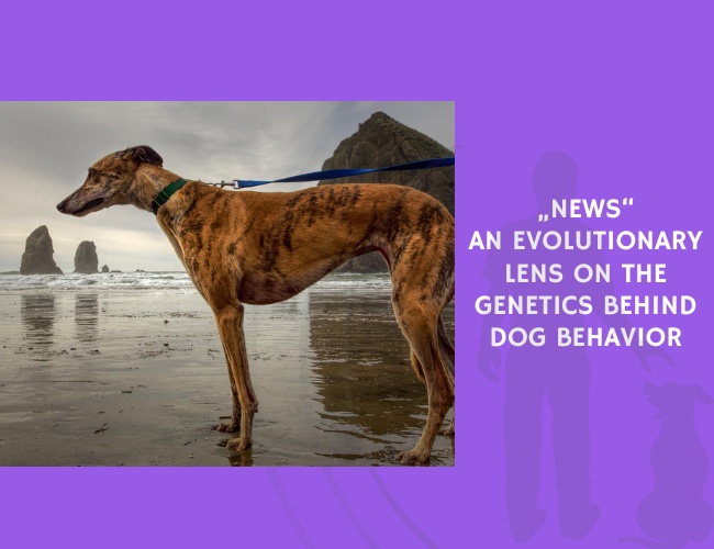 An Evolutionary Lens on the Genetics Behind Dog Behavior