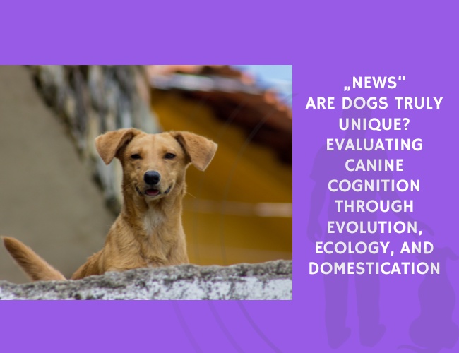 Are Dogs Truly Unique Evaluating Canine Cognition Through Evolution, Ecology, and Domestication