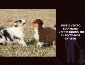 Aussie Velcro Behaviour Understanding the Shadow-Dog Pattern
