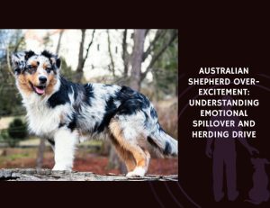 Australian Shepherd Over-Excitement Understanding Emotional Spillover and Herding Drive