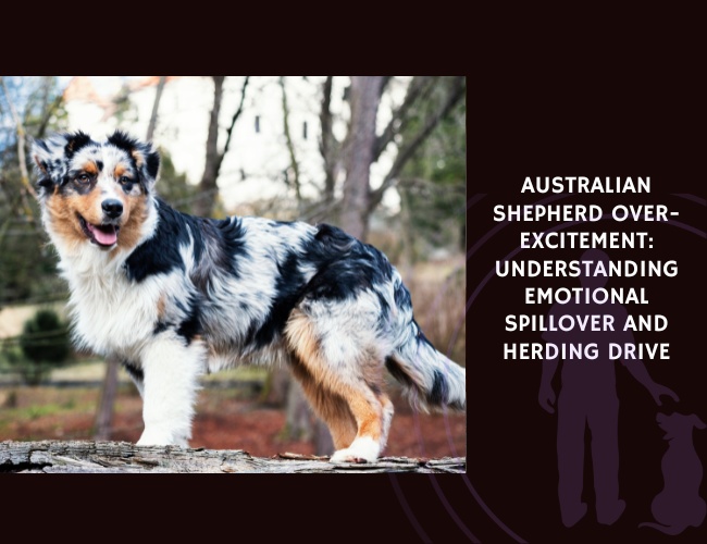 Australian Shepherd Over-Excitement Understanding Emotional Spillover and Herding Drive