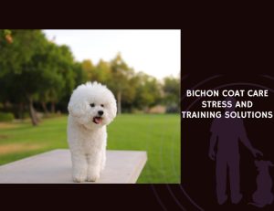 Bichon Coat Care Stress and Training Solutions