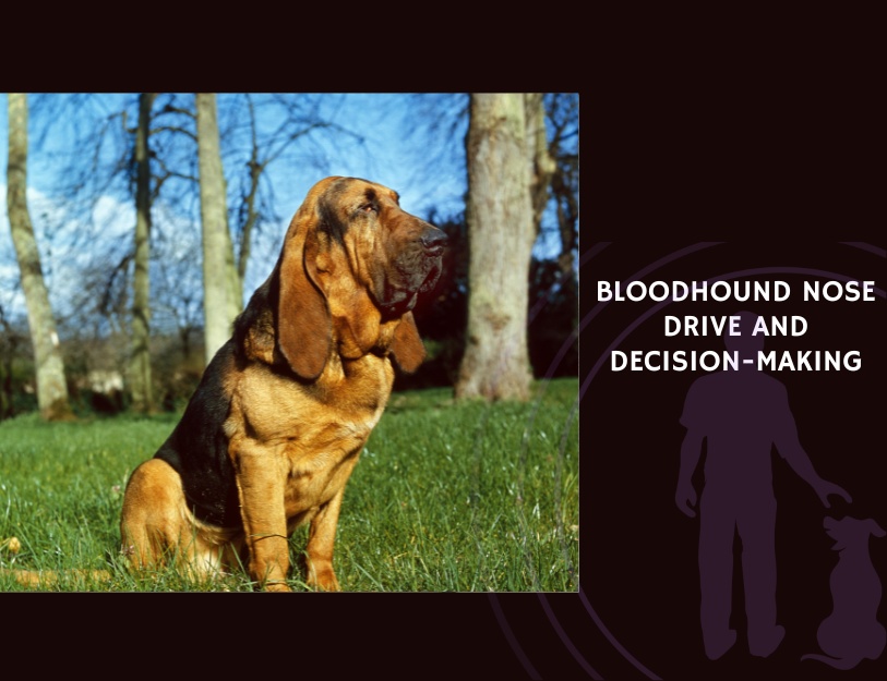 Bloodhound Nose Drive and Decision-Making