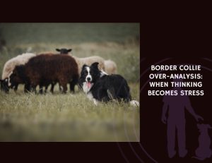Border Collie Over-Analysis When Thinking Becomes Stress