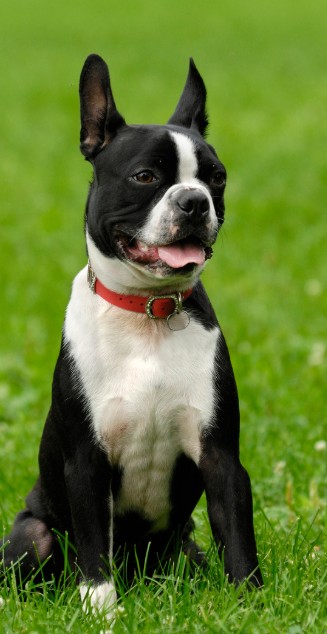Black and white Boston Terrier sitting