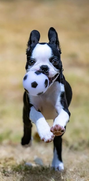 Boston Terrier playing with soccer ball