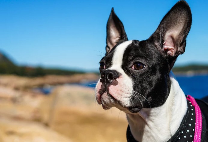 Black and white dog by water.