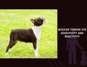 Boston Terrier Eye Sensitivity and Reactivity