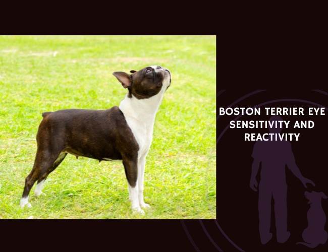 Boston Terrier Eye Sensitivity and Reactivity