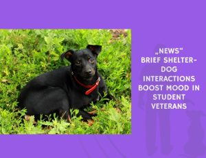 Brief Shelter-Dog Interactions Boost Mood in Student Veterans