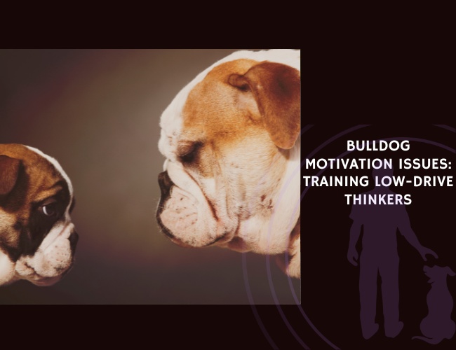 Bulldog Motivation Issues Training Low-Drive Thinkers