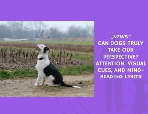 Can Dogs Truly Take Our Perspective Attention, Visual Cues, and Mind-Reading Limits