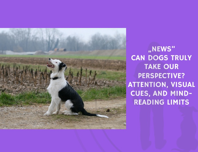 Can Dogs Truly Take Our Perspective Attention, Visual Cues, and Mind-Reading Limits