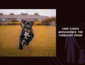 Cane Corso Adolescence The Turbulent Phase