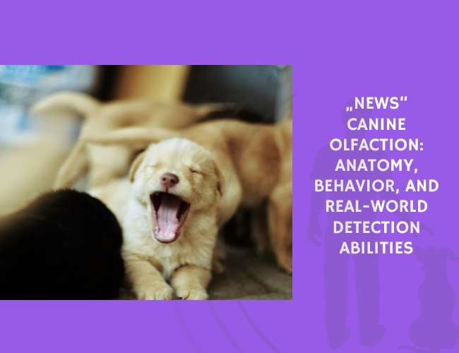 Canine Olfaction Anatomy, Behavior, and Real-World Detection Abilities