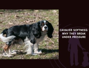 Cavalier Softness Why They Break Under Pressure