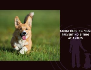 Corgi Herding Nips Preventing Biting at Ankles