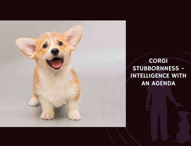 Corgi Stubbornness - Intelligence With an Agenda