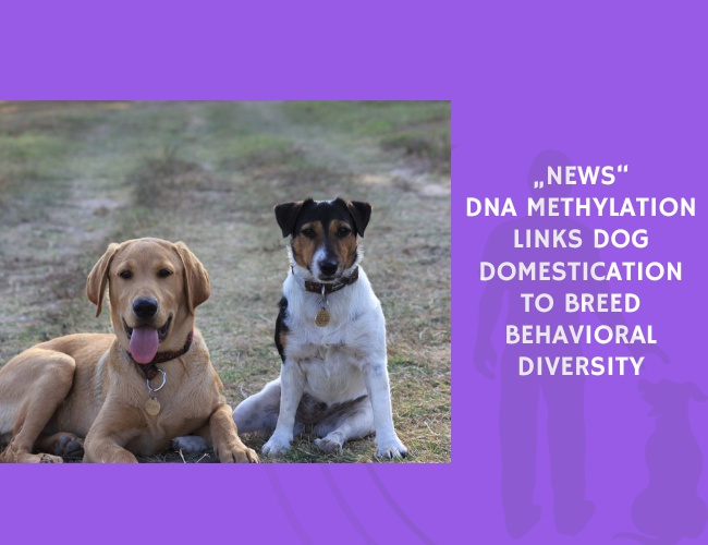DNA Methylation Links Dog Domestication to Breed Behavioral Diversity