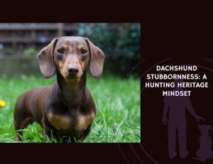 Dachshund Stubbornness A Hunting Heritage Mindset