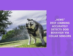 Deep Learning Accurately Detects Dog Behavior via Collar Sensors