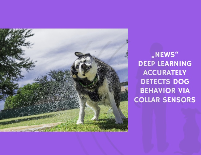Deep Learning Accurately Detects Dog Behavior via Collar Sensors