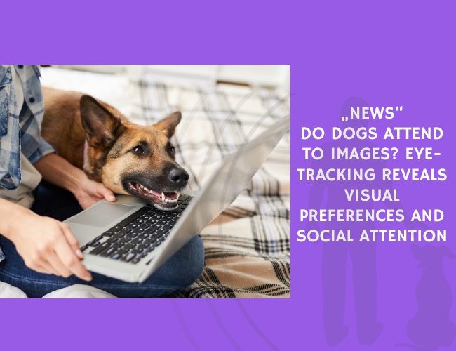 Do Dogs Attend to Images Eye-Tracking Reveals Visual Preferences and Social Attention
