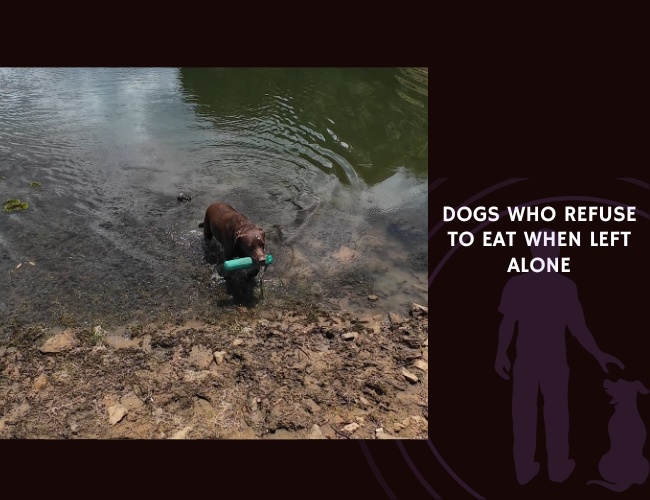 Dogs Who Refuse to Eat When Left Alone